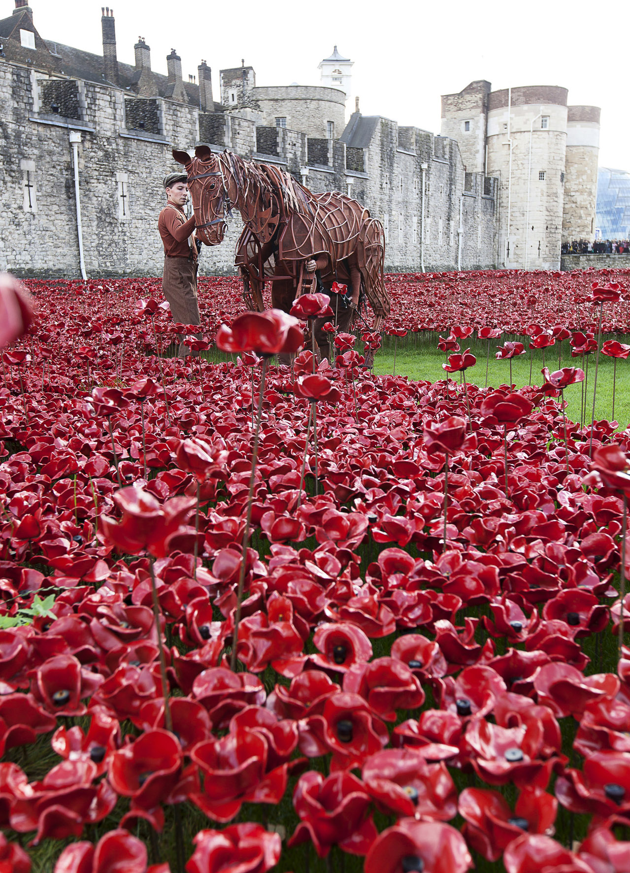 War Horse Joey visits the poppy installtion, "Blood swept lands and seas of red" at the Tower of London with writer Michael Morpurgo